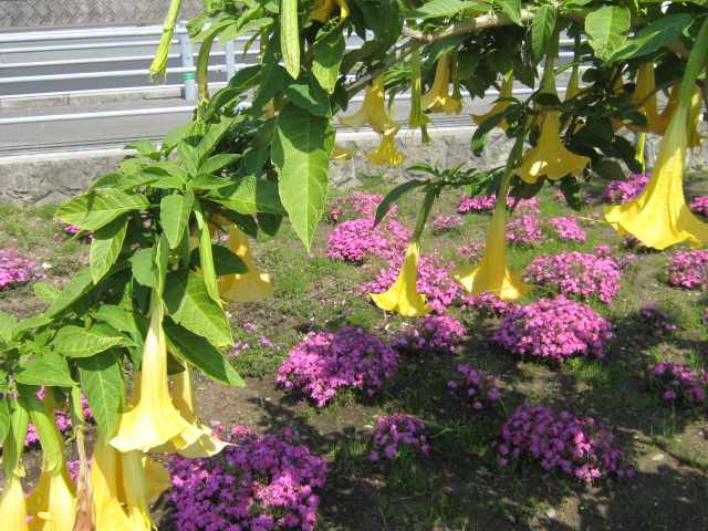 sun-park-hyuga-flowers.jpg
